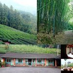 即時熱門文章：【嘉義梅山住宿景點推薦】龍眼林茶 大山自在民宿Dashan BNB，萍子推薦梅山竹林祕境，宛如台版的京都嵐山竹林秘境，古樸三合院民宿住宿，台灣梅山香龍眼村好客民宿推薦，體驗評鑑台灣比賽茶，台灣茶園民宿，嘉義梅山景點，日人最愛GABA佳葉龍茶頂芽，台灣高山茶故鄉，阿里山茶