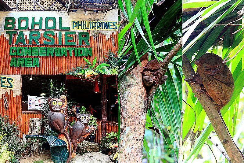 【菲律賓薄荷島景點】菲律賓眼鏡猴保護區Tarsier Conservation Area，萍子推薦菲律賓眼鏡猴世界獨有，外星人、絕地大師尤達，Philippine Tarsier Sanctuary，薄荷島必去景點