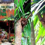 即時熱門文章：【菲律賓薄荷島景點】菲律賓眼鏡猴保護區Tarsier Conservation Area，萍子推薦菲律賓眼鏡猴世界獨有，外星人、絕地大師尤達，Philippine Tarsier Sanctuary，薄荷島必去景點