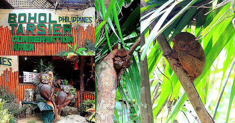 網站熱門文章：【菲律賓薄荷島景點】菲律賓眼鏡猴保護區Tarsier Conservation Area，萍子推薦菲律賓眼鏡猴世界獨有，外星人、絕地大師尤達，Philippine Tarsier Sanctuary，薄荷島必去景點