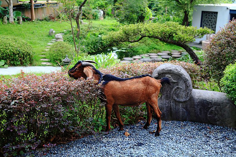 草山玉溪Garden91，預約制，陽明山祕境美術館，門票是石頭，餐點「隨便」你吃，石雕美術館，台北網美景點，士林咖啡廳推薦，陽明山景點必去