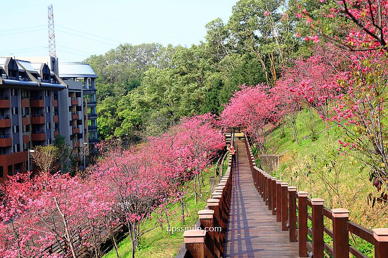 【桃園龜山景點】長庚養生文化村櫻花木棧道，八重櫻盛開2025最新花況，桃園隱藏版賞櫻景點，桃園免門票賞櫻花景點