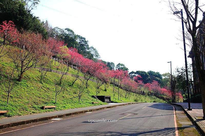 【桃園龜山景點】長庚養生文化村櫻花木棧道，八重櫻盛開2025最新花況，桃園隱藏版賞櫻景點，桃園免門票賞櫻花景點