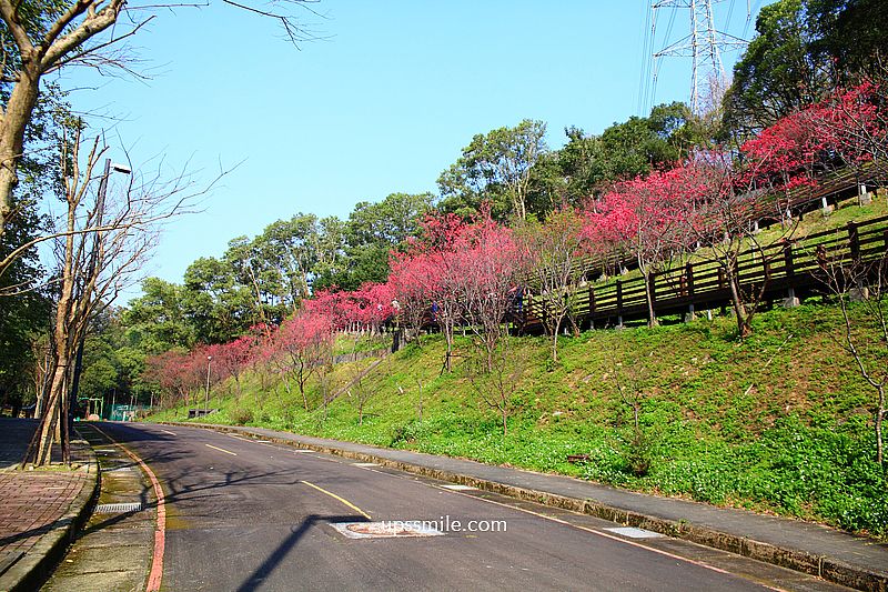 【桃園龜山景點】長庚養生文化村櫻花木棧道，八重櫻盛開2025最新花況，桃園隱藏版賞櫻景點，桃園免門票賞櫻花景點