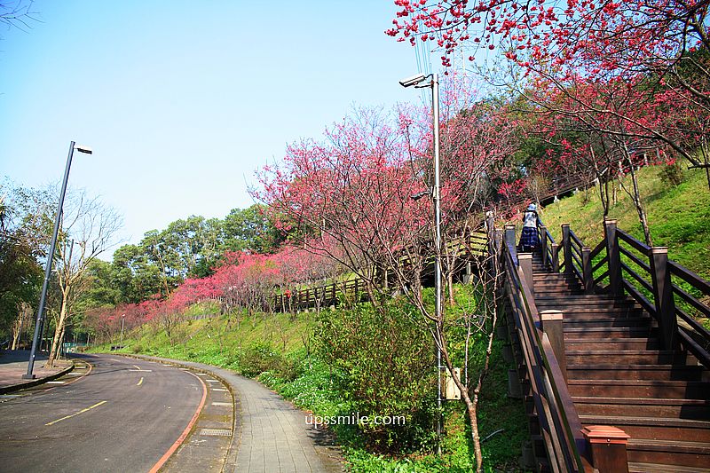 【桃園龜山景點】長庚養生文化村櫻花木棧道，八重櫻盛開2025最新花況，桃園隱藏版賞櫻景點，桃園免門票賞櫻花景點