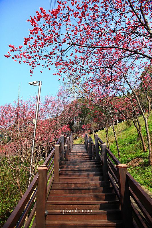 【桃園龜山景點】長庚養生文化村櫻花木棧道，八重櫻盛開2025最新花況，桃園隱藏版賞櫻景點，桃園免門票賞櫻花景點