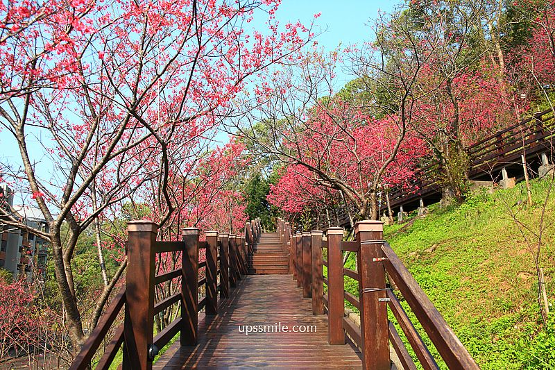 【桃園龜山景點】長庚養生文化村櫻花木棧道，八重櫻盛開2025最新花況，桃園隱藏版賞櫻景點，桃園免門票賞櫻花景點