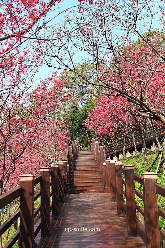 【桃園龜山景點】長庚養生文化村櫻花木棧道，八重櫻盛開2025最新花況，桃園隱藏版賞櫻景點，桃園免門票賞櫻花景點