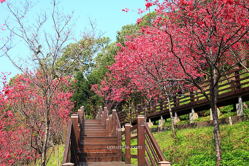 【桃園龜山景點】長庚養生文化村櫻花木棧道，八重櫻盛開2025最新花況，桃園隱藏版賞櫻景點，桃園免門票賞櫻花景點