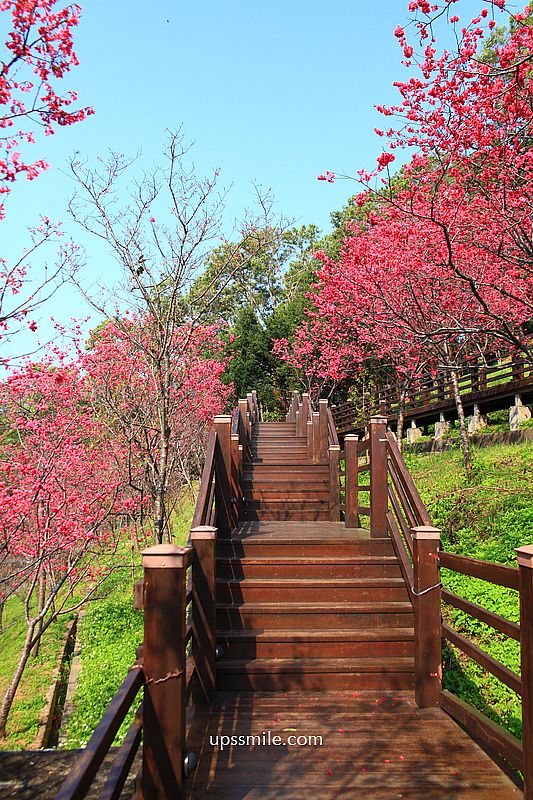 【桃園龜山景點】長庚養生文化村櫻花木棧道，八重櫻盛開2025最新花況，桃園隱藏版賞櫻景點，桃園免門票賞櫻花景點