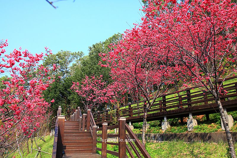 【桃園龜山景點】長庚養生文化村櫻花木棧道，八重櫻盛開2025最新花況，桃園隱藏版賞櫻景點，桃園免門票賞櫻花景點