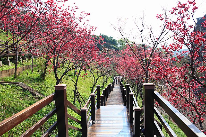 【桃園龜山景點】長庚養生文化村櫻花木棧道，八重櫻盛開2025最新花況，桃園隱藏版賞櫻景點，桃園免門票賞櫻花景點