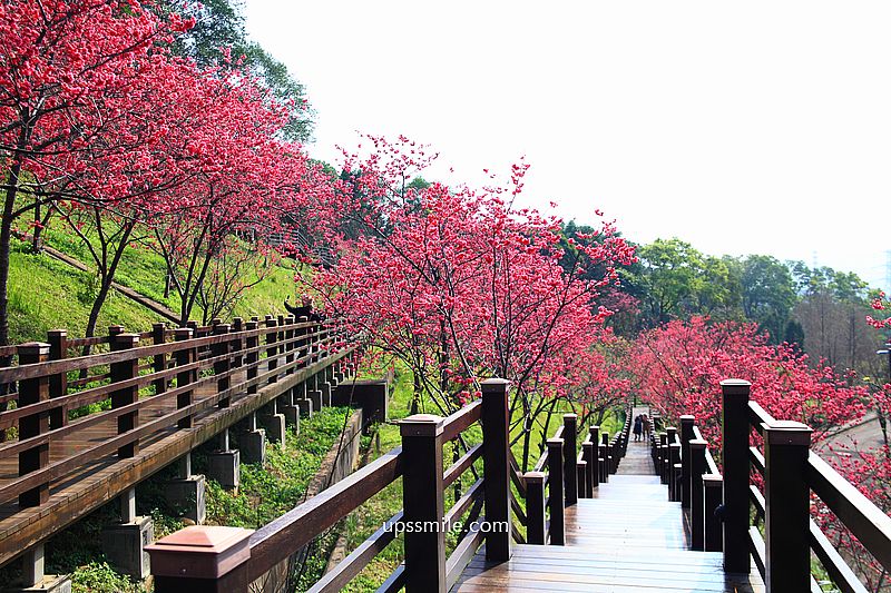 【桃園龜山景點】長庚養生文化村櫻花木棧道，八重櫻盛開2025最新花況，桃園隱藏版賞櫻景點，桃園免門票賞櫻花景點