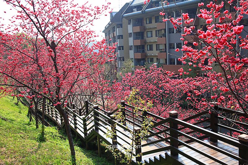 【桃園龜山景點】長庚養生文化村櫻花木棧道，八重櫻盛開2025最新花況，桃園隱藏版賞櫻景點，桃園免門票賞櫻花景點