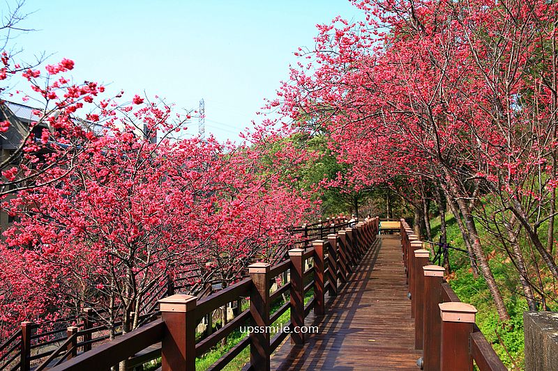 【桃園龜山景點】長庚養生文化村櫻花木棧道，八重櫻盛開2025最新花況，桃園隱藏版賞櫻景點，桃園免門票賞櫻花景點