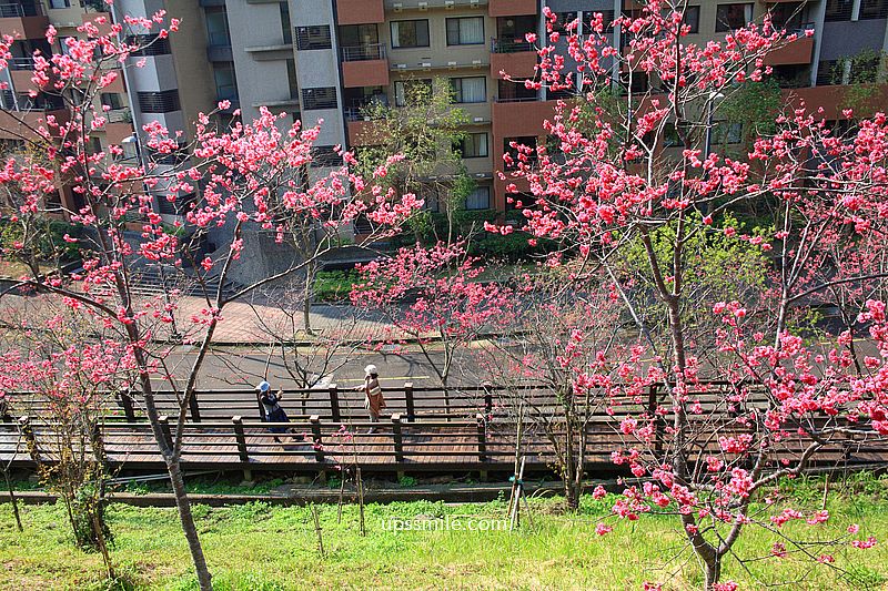 【桃園龜山景點】長庚養生文化村櫻花木棧道，八重櫻盛開2025最新花況，桃園隱藏版賞櫻景點，桃園免門票賞櫻花景點