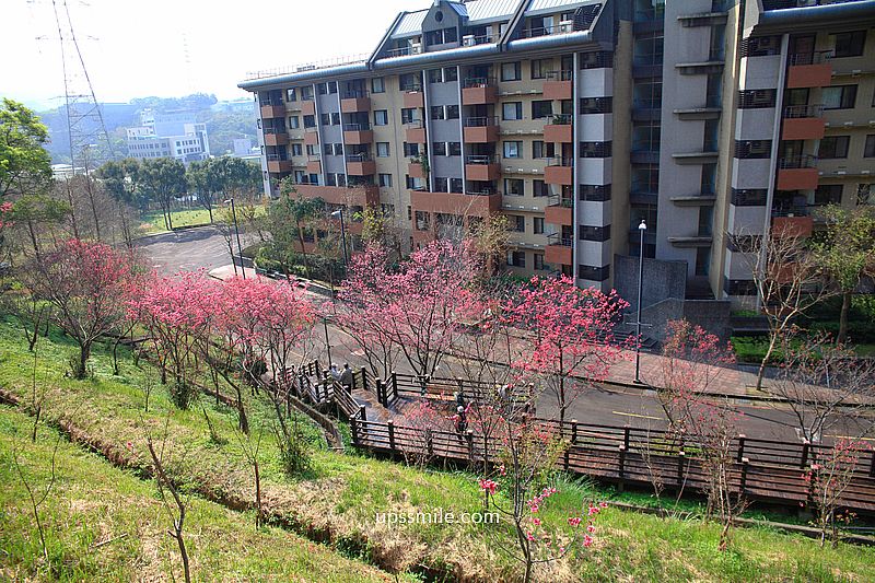 【桃園龜山景點】長庚養生文化村櫻花木棧道，八重櫻盛開2025最新花況，桃園隱藏版賞櫻景點，桃園免門票賞櫻花景點