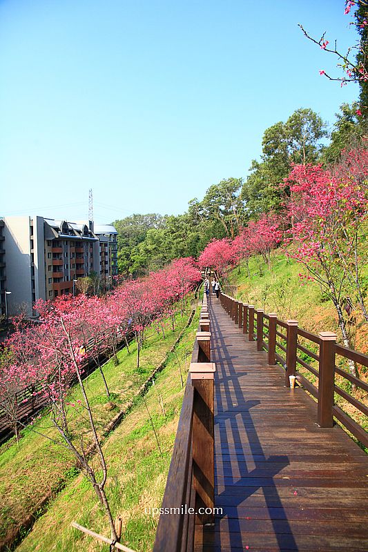 【桃園龜山景點】長庚養生文化村櫻花木棧道，八重櫻盛開2025最新花況，桃園隱藏版賞櫻景點，桃園免門票賞櫻花景點