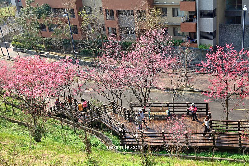 【桃園龜山景點】長庚養生文化村櫻花木棧道，八重櫻盛開2025最新花況，桃園隱藏版賞櫻景點，桃園免門票賞櫻花景點