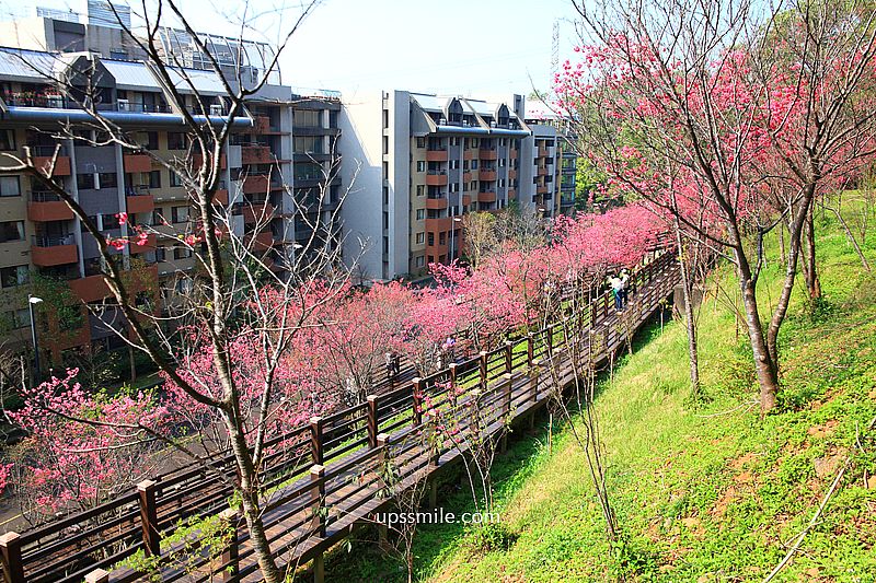 【桃園龜山景點】長庚養生文化村櫻花木棧道，八重櫻盛開2025最新花況，桃園隱藏版賞櫻景點，桃園免門票賞櫻花景點