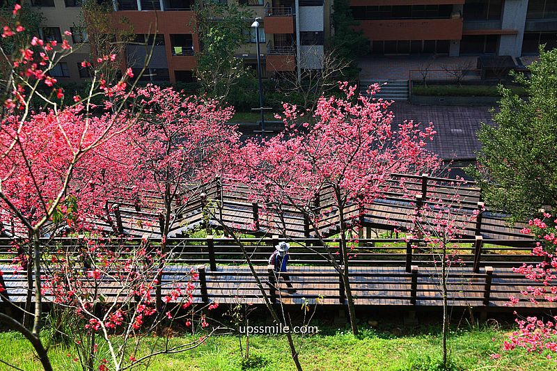 【桃園龜山景點】長庚養生文化村櫻花木棧道，八重櫻盛開2025最新花況，桃園隱藏版賞櫻景點，桃園免門票賞櫻花景點