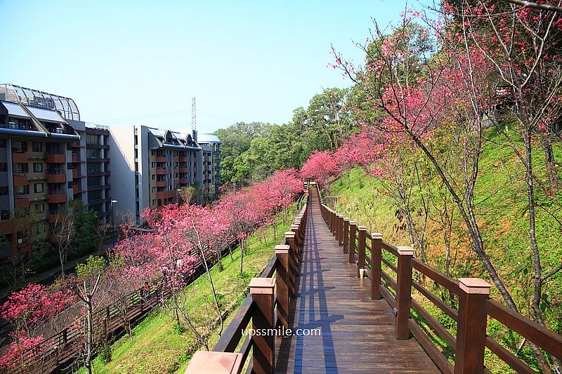 【桃園龜山景點】長庚養生文化村櫻花木棧道，八重櫻盛開2025最新花況，桃園隱藏版賞櫻景點，桃園免門票賞櫻花景點