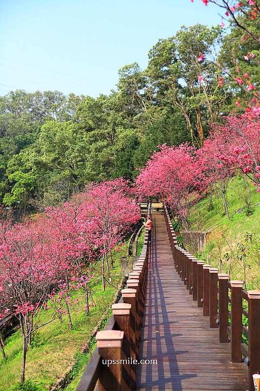 【桃園龜山景點】長庚養生文化村櫻花木棧道，八重櫻盛開2025最新花況，桃園隱藏版賞櫻景點，桃園免門票賞櫻花景點