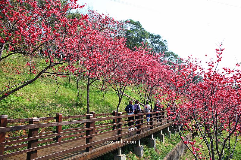 【桃園龜山景點】長庚養生文化村櫻花木棧道，八重櫻盛開2025最新花況，桃園隱藏版賞櫻景點，桃園免門票賞櫻花景點