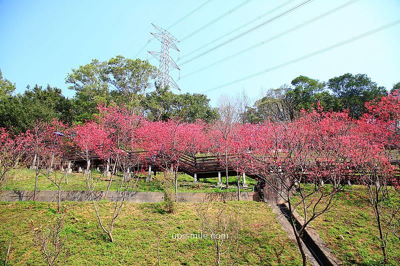 【桃園龜山景點】長庚養生文化村櫻花木棧道，八重櫻盛開2025最新花況，桃園隱藏版賞櫻景點，桃園免門票賞櫻花景點