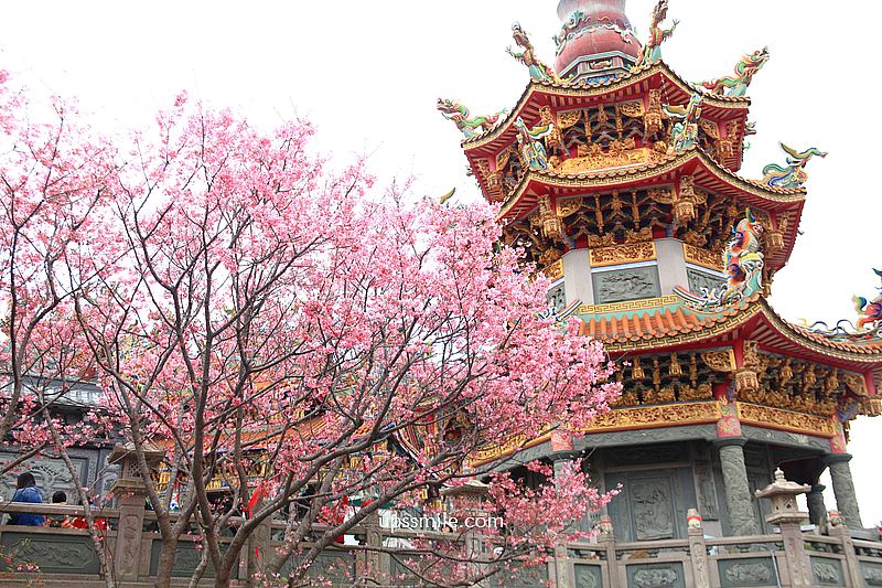 【林口景點】竹林山觀音寺櫻花，林口櫻花2025，吉野櫻山櫻花滿開，林口網美賞櫻花勝地，附竹林山觀音寺交通