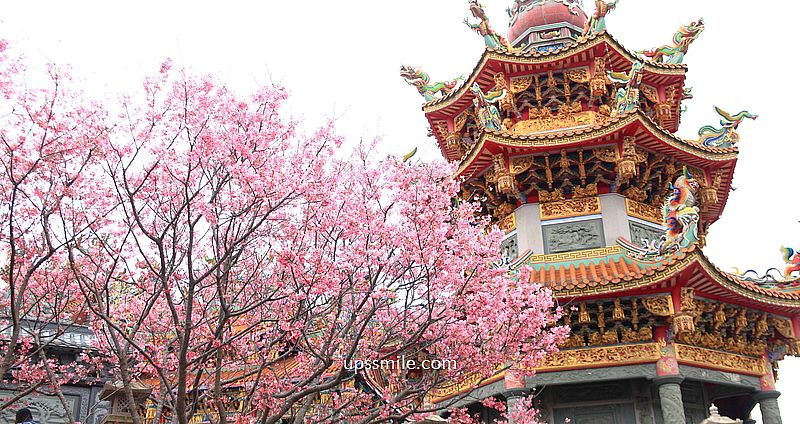 【林口景點】竹林山觀音寺櫻花，林口櫻花2025，吉野櫻山櫻花滿開，林口網美賞櫻花勝地，附竹林山觀音寺交通 @upssmile向上的微笑萍子 旅食設影