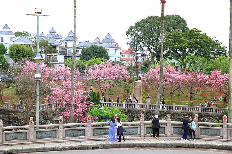 【林口景點】竹林山觀音寺櫻花，林口櫻花2025，吉野櫻山櫻花滿開，林口網美賞櫻花勝地，附竹林山觀音寺交通