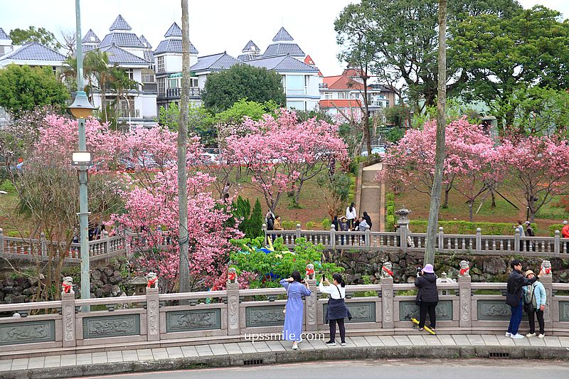 【林口景點】竹林山觀音寺櫻花，林口櫻花2025，吉野櫻山櫻花滿開，林口網美賞櫻花勝地，附竹林山觀音寺交通