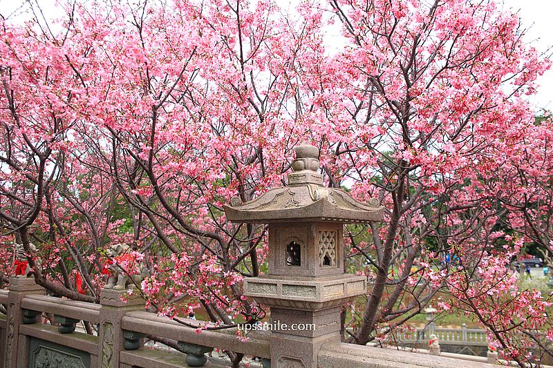 【林口景點】竹林山觀音寺櫻花，林口櫻花2025，吉野櫻山櫻花滿開，林口網美賞櫻花勝地，附竹林山觀音寺交通