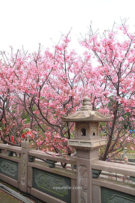 【林口景點】竹林山觀音寺櫻花，林口櫻花2025，吉野櫻山櫻花滿開，林口網美賞櫻花勝地，附竹林山觀音寺交通