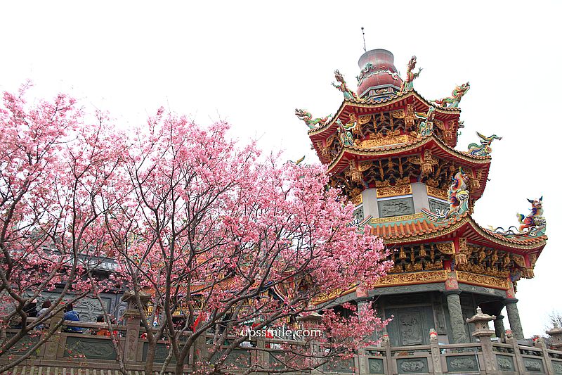 【林口景點】竹林山觀音寺櫻花，林口櫻花2025，吉野櫻山櫻花滿開，林口網美賞櫻花勝地，附竹林山觀音寺交通