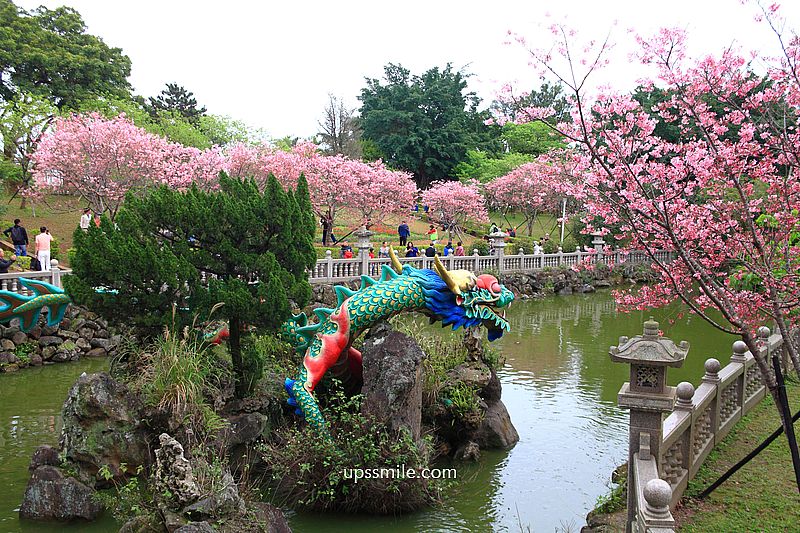 【林口景點】竹林山觀音寺櫻花，林口櫻花2025，吉野櫻山櫻花滿開，林口網美賞櫻花勝地，附竹林山觀音寺交通