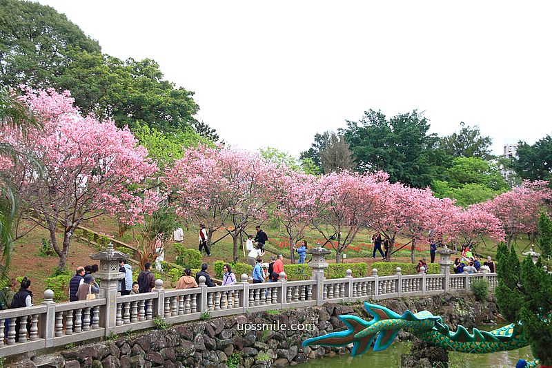 【林口景點】竹林山觀音寺櫻花，林口櫻花2025，吉野櫻山櫻花滿開，林口網美賞櫻花勝地，附竹林山觀音寺交通