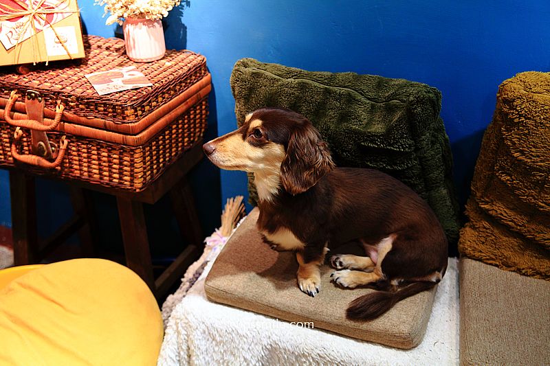 【南港甜點】Timchi’s週末肉桂捲，隱身南港民宅神等級好吃肉桂捲專賣店，捷運南港展覽館甜點