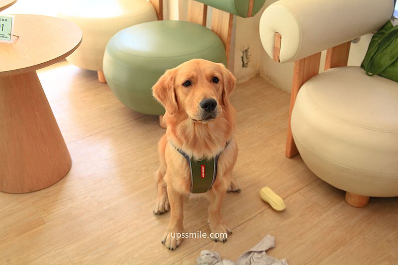 松松咖啡,台北寵物友善咖啡廳,內有黃金獵犬店狗,捷運南京三民站咖啡廳,台北抹茶專賣店 松松咖啡,台北寵物友善咖啡廳,內有黃金獵犬店狗,捷運南京三民站咖啡廳,台北抹茶專賣店