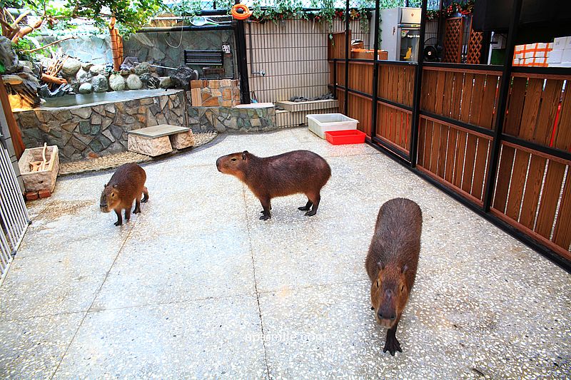 水豚屋,台北信義區水豚屋日式涮涮鍋,台北水豚寵物友善餐廳,捷運市府站美食 水豚屋,台北信義區水豚屋日式涮涮鍋,台北水豚寵物友善餐廳,捷運市府站美食