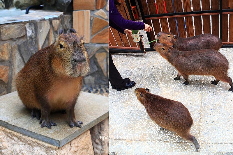 水豚屋,台北信義區水豚屋日式涮涮鍋,台北水豚寵物友善餐廳,捷運市府站美食 水豚屋,台北信義區水豚屋日式涮涮鍋,台北水豚寵物友善餐廳,捷運市府站美食