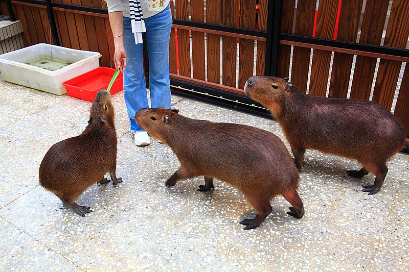 水豚屋,台北信義區水豚屋日式涮涮鍋,台北水豚寵物友善餐廳,捷運市府站美食 水豚屋,台北信義區水豚屋日式涮涮鍋,台北水豚寵物友善餐廳,捷運市府站美食