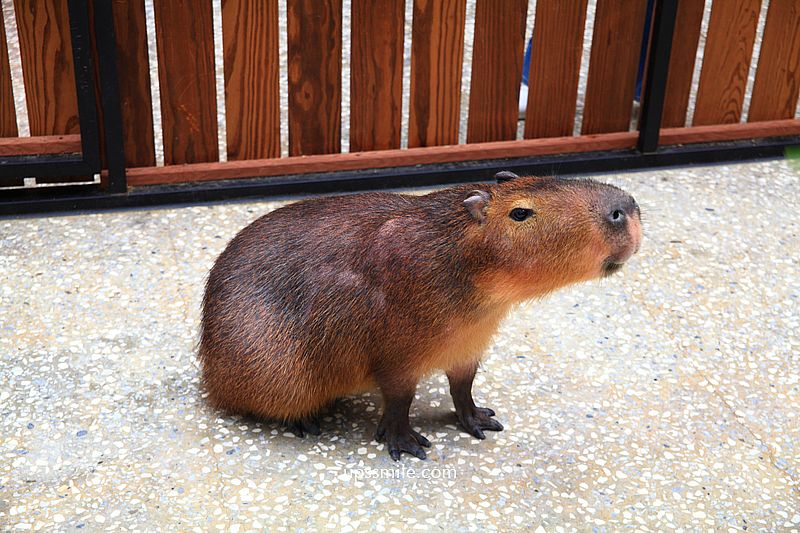 水豚屋,台北信義區水豚屋日式涮涮鍋,台北水豚寵物友善餐廳,捷運市府站美食 水豚屋,台北信義區水豚屋日式涮涮鍋,台北水豚寵物友善餐廳,捷運市府站美食