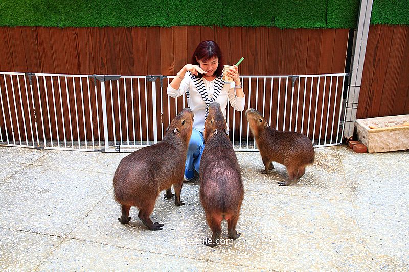 水豚屋,台北信義區水豚屋日式涮涮鍋,台北水豚寵物友善餐廳,捷運市府站美食 水豚屋,台北信義區水豚屋日式涮涮鍋,台北水豚寵物友善餐廳,捷運市府站美食