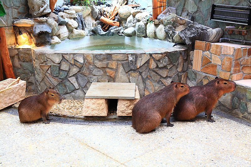 水豚屋,台北信義區水豚屋日式涮涮鍋,台北水豚寵物友善餐廳,捷運市府站美食 水豚屋,台北信義區水豚屋日式涮涮鍋,台北水豚寵物友善餐廳,捷運市府站美食