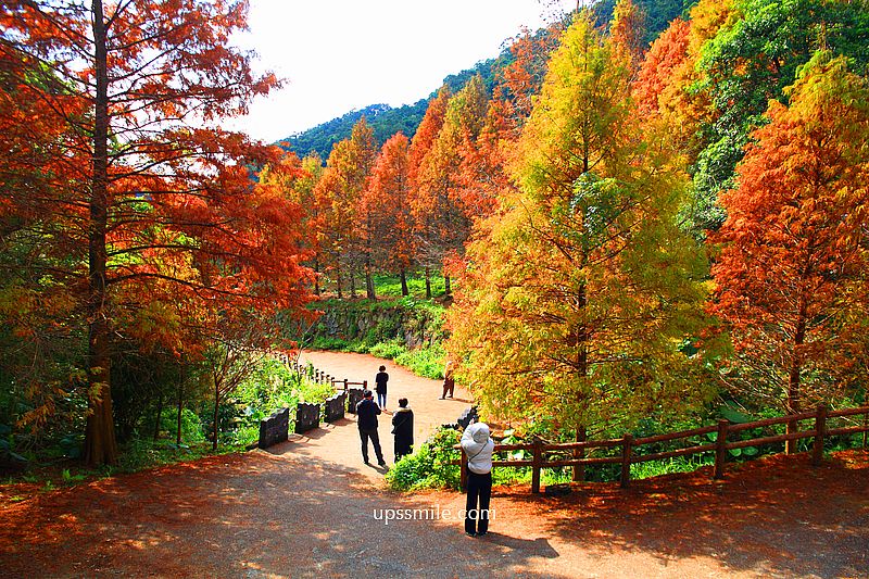 【台北落羽松】陽明山永公路500巷落羽松,台北秘境網美景點,陽明山S型落羽松秘境 【台北落羽松】陽明山永公路500巷落羽松,台北秘境網美景點,陽明山S型落羽松秘境