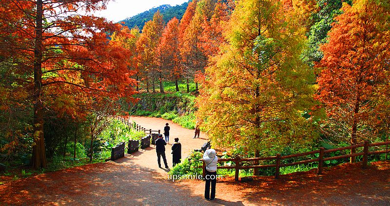 【台北落羽松】陽明山永公路500巷落羽松，台北秘境網美景點，陽明山S型落羽松秘境