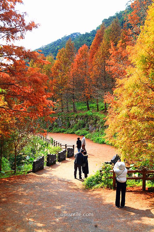 【台北落羽松】陽明山永公路500巷落羽松,台北秘境網美景點,陽明山S型落羽松秘境 【台北落羽松】陽明山永公路500巷落羽松,台北秘境網美景點,陽明山S型落羽松秘境
