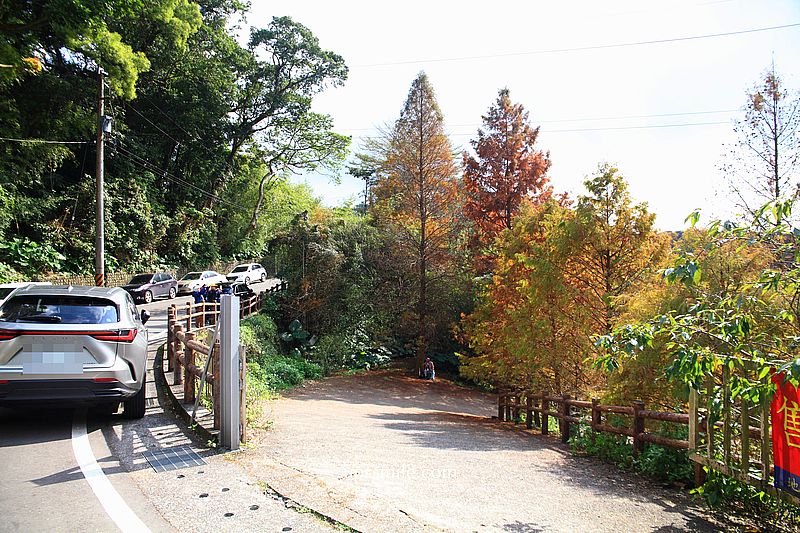 【台北落羽松】陽明山永公路500巷落羽松,台北秘境網美景點,陽明山S型落羽松秘境 【台北落羽松】陽明山永公路500巷落羽松,台北秘境網美景點,陽明山S型落羽松秘境